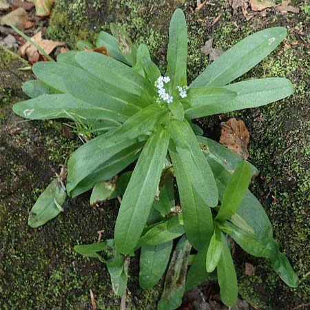 Myosotis scorpioides agg. \ Sumpf-Vergissmeinnicht / Water Forget-me-not, D Kaiserslautern 19.8.2020