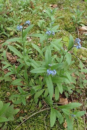Myosotis arvensis subsp. umbrata \ Schatten-Vergissmeinnicht / Common Forget-me-not, D Höpfingen 20.5.2023