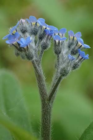 Myosotis arvensis subsp. umbrata \ Schatten-Vergissmeinnicht / Common Forget-me-not, D Höpfingen 20.5.2023