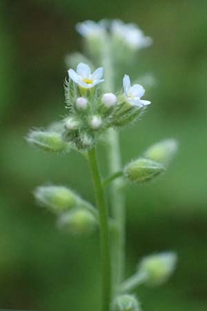 Myosotis arvensis subsp. umbrata \ Schatten-Vergissmeinnicht / Common Forget-me-not, D Neustadt am Main 28.6.2026