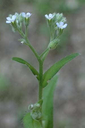 Myosotis arvensis subsp. umbrata \ Schatten-Vergissmeinnicht / Common Forget-me-not, D Neustadt am Main 28.6.2026