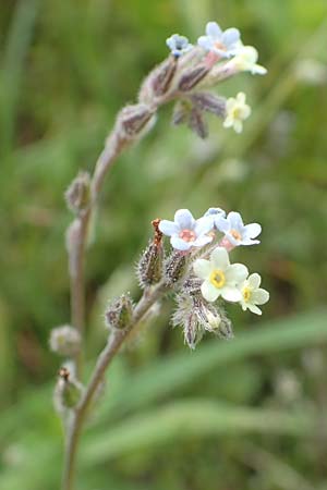 Myosotis discolor \ Buntes Vergissmeinnicht, Gelbes Vergissmeinnicht / Changing Forget-me-not, D Ottorfszell 13.5.2018