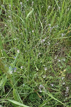 Myosotis discolor \ Buntes Vergissmeinnicht, Gelbes Vergissmeinnicht / Changing Forget-me-not, D Ottorfszell 13.5.2018