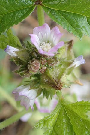 Malva verticillata \ Quirl-Malve / Chinese Mallow, Cluster Mallow, D Hemsbach 10.11.2018