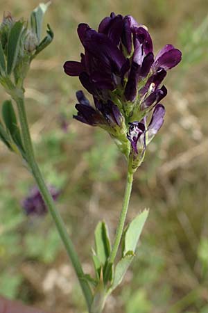 Medicago x varia \ Bastard-Luzerne / Sand Lucerne, D Sachsen-Anhalt, Hornburg 17.6.2023