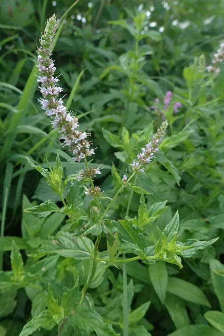 Mentha spicata \ Grne Minze, hrige Minze / Spear-Mint, D Trennfurt 30.8.2025