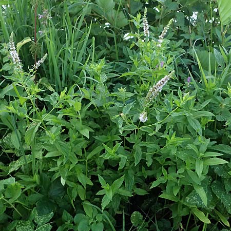 Mentha spicata \ Grne Minze, hrige Minze / Spear-Mint, D Trennfurt 30.8.2025