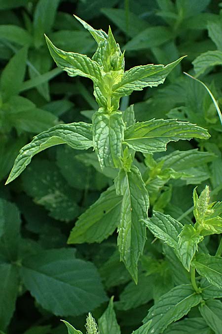 Mentha spicata \ Grne Minze, hrige Minze / Spear-Mint, D Trennfurt 30.8.2025