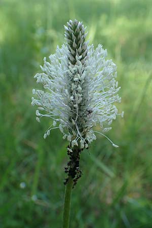 Plantago media, Mittlerer Wegerich Plantago media, Mittlerer Wegerich