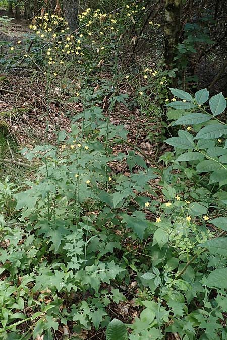 Mycelis muralis \ Gemeiner Mauer-Lattich / Wall Lettuce, D Bad Dürkheim 20.6.2019