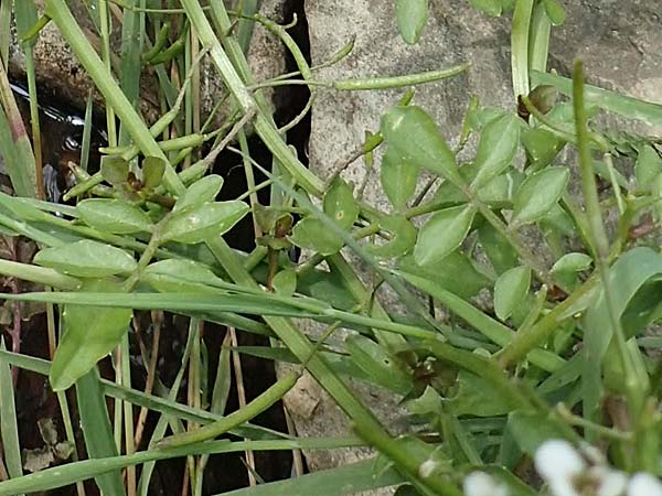 Nasturtium microphyllum ? \ Einreihige Brunnenkresse, Kleinblttrige Brunnenkresse / Water Cress, D Waltrop 14.6.2018