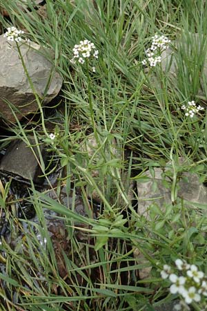 Nasturtium microphyllum ? \ Einreihige Brunnenkresse, Kleinblttrige Brunnenkresse / Water Cress, D Waltrop 14.6.2018