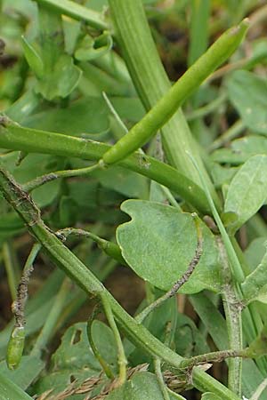 Nasturtium microphyllum ? \ Einreihige Brunnenkresse, Kleinblttrige Brunnenkresse / Water Cress, D Waltrop 14.6.2018