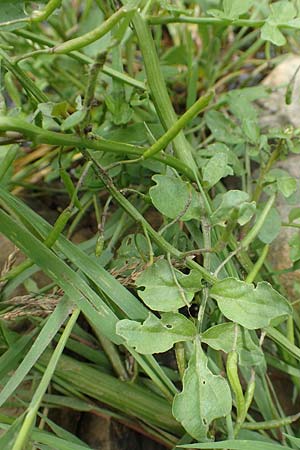 Nasturtium microphyllum ? \ Einreihige Brunnenkresse, Kleinblttrige Brunnenkresse / Water Cress, D Waltrop 14.6.2018