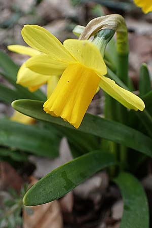 Narcissus x cyclazetta, Zwerg-Osterglocke
