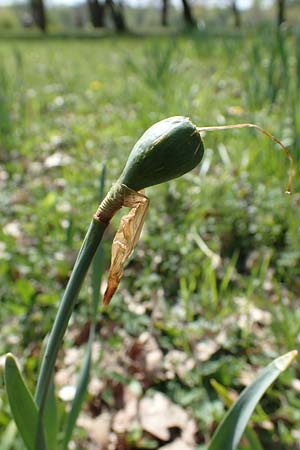 Narcissus pseudonarcissus \ Gelbe Narzisse, Osterglocke / Wild Daffodil, D Ludwigshafen 22.4.2021