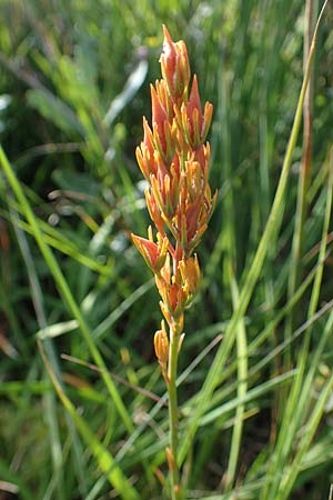 Narthecium ossifragum \ Beinbrech / Bog Asphodel, D Elmpt 6.9.2021
