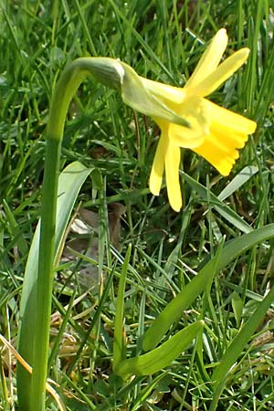 Narcissus x cyclazetta \ Zwerg-Osterglocke / Daffodil tete-a-tete, D Mannheim 1.4.2026