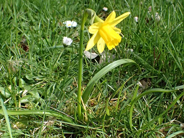 Narcissus x cyclazetta \ Zwerg-Osterglocke / Daffodil tete-a-tete, D Mannheim 1.4.2026