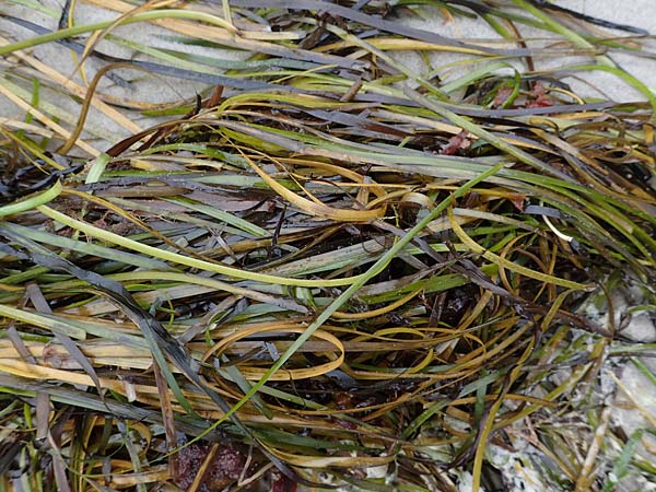Zostera marina \ Gewhnliches Seegras / Eelgrass, D Heiligenhafen 17.9.2021