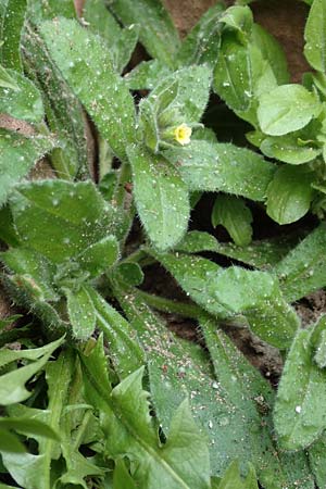 Nonea lutea \ Gelbes Mnchskraut / Yellow Monk's-Wort, D Heidelberg 23.3.2017
