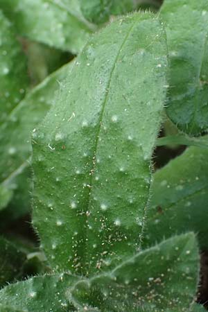 Nonea lutea \ Gelbes Mnchskraut / Yellow Monk's-Wort, D Heidelberg 23.3.2017