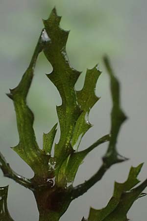 Najas marina \ Groes Nixenkraut / Spiny Najad, D Landkreis Karlsruhe, Oberhausen-Rheinhausen 25.7.2025