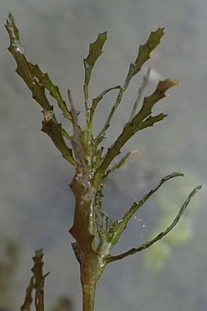 Najas marina \ Groes Nixenkraut / Spiny Najad, D Landkreis Karlsruhe, Oberhausen-Rheinhausen 25.7.2025