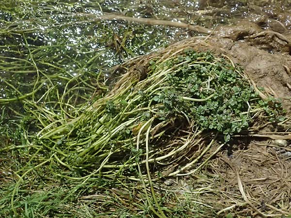 Nasturtium microphyllum \ Einreihige Brunnenkresse, Kleinblttrige Brunnenkresse / One-Row Water Cress, Narrow-Fruited Water Cress, D Garching an der Alz 10.8.2025