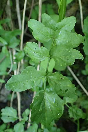 Nasturtium microphyllum \ Einreihige Brunnenkresse, Kleinbl�ttrige Brunnenkresse / One-Row Water Cress, Narrow-Fruited Water Cress, D Frankfurt 1.6.2026