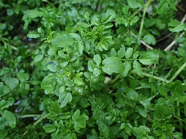 Nasturtium microphyllum \ Einreihige Brunnenkresse, Kleinbl�ttrige Brunnenkresse / One-Row Water Cress, Narrow-Fruited Water Cress, D Frankfurt 1.6.2026