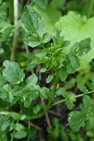 Nasturtium microphyllum \ Einreihige Brunnenkresse, Kleinbl�ttrige Brunnenkresse / One-Row Water Cress, Narrow-Fruited Water Cress, D Frankfurt 1.6.2026