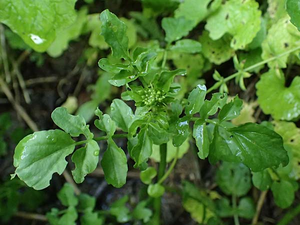 Nasturtium microphyllum \ Einreihige Brunnenkresse, Kleinbl�ttrige Brunnenkresse / One-Row Water Cress, Narrow-Fruited Water Cress, D Frankfurt 1.6.2026