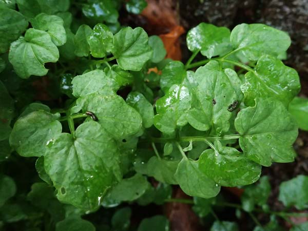 Nasturtium officinale \ Echte Brunnenkresse / Water Cress, D Schwarzwald/Black-Forest, Baiersbronn 18.10.2025
