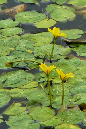 Nymphoides peltata \ Seekanne / Yellow Floating-Heart, Fringed Water Lily, D Unna 1.9.2026