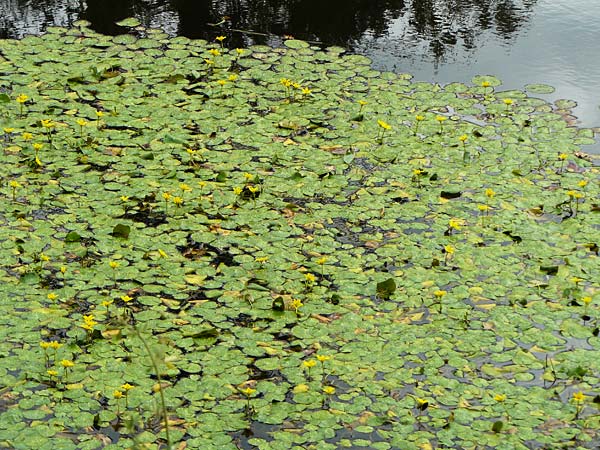 Nymphoides peltata \ Seekanne / Yellow Floating-Heart, Fringed Water Lily, D Unna 1.9.2026