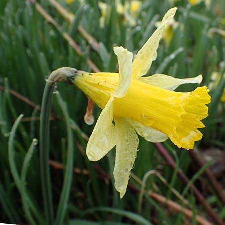Narcissus pseudonarcissus \ Gelbe Narzisse, Osterglocke / Wild Daffodil, D Simmerath 17.4.2023