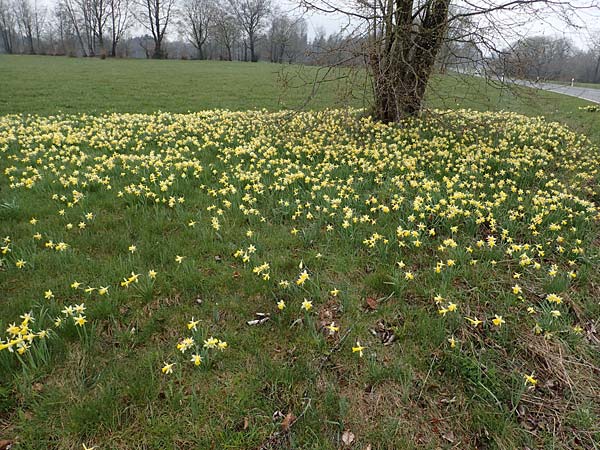 Narcissus pseudonarcissus \ Gelbe Narzisse, Osterglocke / Wild Daffodil, D Simmerath 17.4.2023