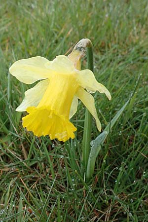 Narcissus pseudonarcissus \ Gelbe Narzisse, Osterglocke / Wild Daffodil, D Simmerath 17.4.2023