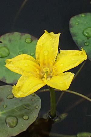 Nymphoides peltata \ Seekanne / Yellow Floating-Heart, Fringed Water Lily, D Unna 1.9.2026