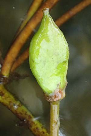 Nymphoides peltata \ Seekanne / Yellow Floating-Heart, Fringed Water Lily, D Unna 1.9.2026