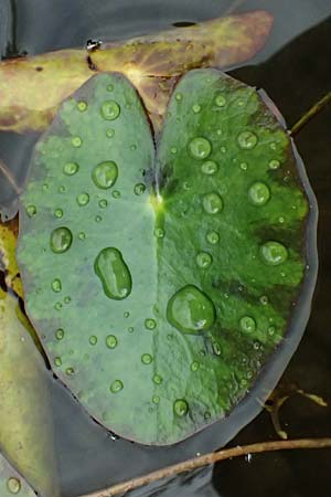 Nymphoides peltata \ Seekanne / Yellow Floating-Heart, Fringed Water Lily, D Unna 1.9.2026