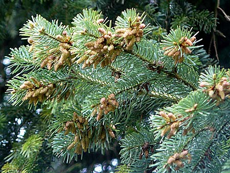 Abies nordmanniana \ Nordmann-Tanne, Kaukasus-Tanne / Nordmann Fir, Caucasian Fir, D Weinheim an der Bergstraße, Botan. Gar.  Hermannshof 1.5.2016
