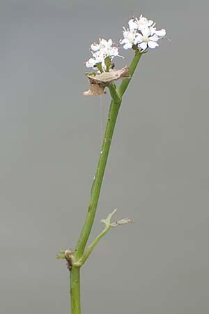 Oenanthe aquatica \ Groer Wasserfenchel, Pferdesaat / Fine-Leaved Water Dropwort, D Neustadt an der Aisch 2.10.2016