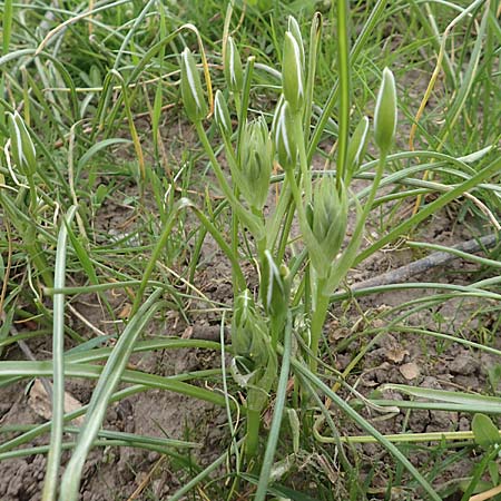 Ornithogalum angustifolium \ Schmalblttriger Milchstern / Narrow-Leaved Star of Bethlehem, D Frankfurt-Höchst 8.4.2017