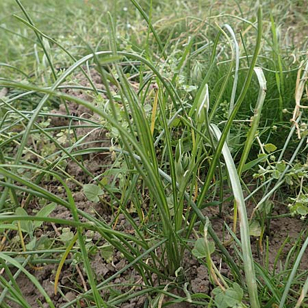 Ornithogalum angustifolium \ Schmalblttriger Milchstern / Narrow-Leaved Star of Bethlehem, D Frankfurt-Höchst 8.4.2017