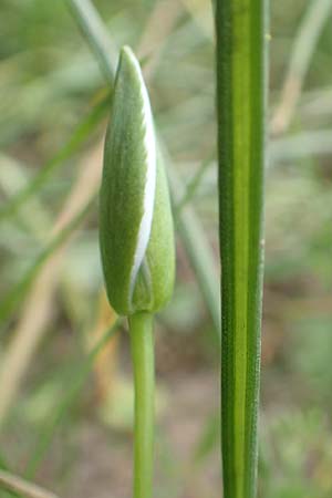 Ornithogalum angustifolium \ Schmalblttriger Milchstern / Narrow-Leaved Star of Bethlehem, D Frankfurt-Höchst 8.4.2017