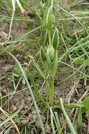 Ornithogalum angustifolium \ Schmalblttriger Milchstern / Narrow-Leaved Star of Bethlehem, D Frankfurt-Höchst 8.4.2017
