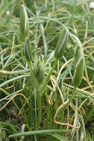 Ornithogalum angustifolium \ Schmalblttriger Milchstern / Narrow-Leaved Star of Bethlehem, D Frankfurt-Höchst 8.4.2017