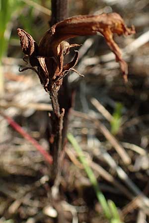 Orobanche artemisiae-campestris \ Panzer-Sommerwurz, Beifu-Sommerwurz / Wormwood Broomrape, D Bensheim 7.7.2017